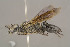  (Astata picea - BC-ZSM-HYM-29774-A09)  @14 [ ] CreativeCommons - Attribution Non-Commercial Share-Alike (2018) SNSB, Staatliche Naturwissenschaftliche Sammlungen Bayerns ZSM (SNSB, Zoologische Staatssammlung Muenchen)