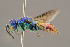  ( - BC-ZSM-HYM-29774-F08)  @13 [ ] CreativeCommons - Attribution Non-Commercial Share-Alike (2018) SNSB, Staatliche Naturwissenschaftliche Sammlungen Bayerns ZSM (SNSB, Zoologische Staatssammlung Muenchen)