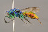  ( - BC-ZSM-HYM-29774-F09)  @13 [ ] CreativeCommons - Attribution Non-Commercial Share-Alike (2018) SNSB, Staatliche Naturwissenschaftliche Sammlungen Bayerns ZSM (SNSB, Zoologische Staatssammlung Muenchen)