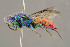  ( - BC-ZSM-HYM-29774-H01)  @13 [ ] CreativeCommons - Attribution Non-Commercial Share-Alike (2018) SNSB, Staatliche Naturwissenschaftliche Sammlungen Bayerns ZSM (SNSB, Zoologische Staatssammlung Muenchen)