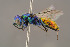  ( - BC-ZSM-HYM-29774-H10)  @13 [ ] CreativeCommons - Attribution Non-Commercial Share-Alike (2018) SNSB, Staatliche Naturwissenschaftliche Sammlungen Bayerns ZSM (SNSB, Zoologische Staatssammlung Muenchen)