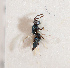  ( - BC-ZSM-HYM-29813-E02)  @12 [ ] CreativeCommons - Attribution Non-Commercial Share-Alike (2018) SNSB, Staatliche Naturwissenschaftliche Sammlungen Bayerns ZSM (SNSB, Zoologische Staatssammlung Muenchen)