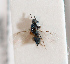  (Tetrastichus perkinsorum - BC-ZSM-HYM-29813-E04)  @11 [ ] CreativeCommons - Attribution Non-Commercial Share-Alike (2018) SNSB, Staatliche Naturwissenschaftliche Sammlungen Bayerns ZSM (SNSB, Zoologische Staatssammlung Muenchen)