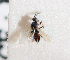  ( - BC-ZSM-HYM-29813-E10)  @11 [ ] CreativeCommons - Attribution Non-Commercial Share-Alike (2018) SNSB, Staatliche Naturwissenschaftliche Sammlungen Bayerns ZSM (SNSB, Zoologische Staatssammlung Muenchen)