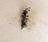  (Tetrastichus enodis - BC-ZSM-HYM-29813-F03)  @11 [ ] CreativeCommons - Attribution Non-Commercial Share-Alike (2018) SNSB, Staatliche Naturwissenschaftliche Sammlungen Bayerns ZSM (SNSB, Zoologische Staatssammlung Muenchen)