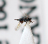  ( - BC-ZSM-HYM-29813-F05)  @12 [ ] CreativeCommons - Attribution Non-Commercial Share-Alike (2018) SNSB, Staatliche Naturwissenschaftliche Sammlungen Bayerns ZSM (SNSB, Zoologische Staatssammlung Muenchen)