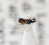  ( - BC-ZSM-HYM-29813-F08)  @12 [ ] CreativeCommons - Attribution Non-Commercial Share-Alike (2018) SNSB, Staatliche Naturwissenschaftliche Sammlungen Bayerns ZSM (SNSB, Zoologische Staatssammlung Muenchen)