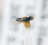  ( - BC-ZSM-HYM-29813-F09)  @11 [ ] CreativeCommons - Attribution Non-Commercial Share-Alike (2018) SNSB, Staatliche Naturwissenschaftliche Sammlungen Bayerns ZSM (SNSB, Zoologische Staatssammlung Muenchen)