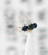  ( - BC-ZSM-HYM-29813-F11)  @12 [ ] CreativeCommons - Attribution Non-Commercial Share-Alike (2018) SNSB, Staatliche Naturwissenschaftliche Sammlungen Bayerns ZSM (SNSB, Zoologische Staatssammlung Muenchen)