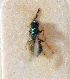  ( - BC-ZSM-HYM-29813-G08)  @11 [ ] CreativeCommons - Attribution Non-Commercial Share-Alike (2018) SNSB, Staatliche Naturwissenschaftliche Sammlungen Bayerns ZSM (SNSB, Zoologische Staatssammlung Muenchen)