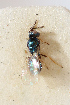  (Tetrastichus pachycerus - BC-ZSM-HYM-29813-H02)  @11 [ ] CreativeCommons - Attribution Non-Commercial Share-Alike (2018) SNSB, Staatliche Naturwissenschaftliche Sammlungen Bayerns ZSM (SNSB, Zoologische Staatssammlung Muenchen)