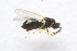  ( - BC-ZSM-HYM-29814-A10)  @13 [ ] CreativeCommons - Attribution Non-Commercial Share-Alike (2017) SNSB, Staatliche Naturwissenschaftliche Sammlungen Bayerns ZSM (SNSB, Zoologische Staatssammlung Muenchen)