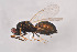  ( - BC-ZSM-HYM-29814-B02)  @11 [ ] CreativeCommons - Attribution Non-Commercial Share-Alike (2017) SNSB, Staatliche Naturwissenschaftliche Sammlungen Bayerns ZSM (SNSB, Zoologische Staatssammlung Muenchen)