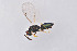  ( - BC-ZSM-HYM-29814-C12)  @14 [ ] CreativeCommons - Attribution Non-Commercial Share-Alike (2017) SNSB, Staatliche Naturwissenschaftliche Sammlungen Bayerns ZSM (SNSB, Zoologische Staatssammlung Muenchen)