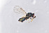  ( - BC-ZSM-HYM-29814-D04)  @12 [ ] CreativeCommons - Attribution Non-Commercial Share-Alike (2017) SNSB, Staatliche Naturwissenschaftliche Sammlungen Bayerns ZSM (SNSB, Zoologische Staatssammlung Muenchen)