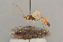  (Barylypa mesozona - BC-ZSM-HYM-29816-B02)  @11 [ ] CreativeCommons - Attribution Non-Commercial Share-Alike (2017) SNSB, Staatliche Naturwissenschaftliche Sammlungen Bayerns ZSM (SNSB, Zoologische Staatssammlung Muenchen)