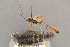  ( - BC-ZSM-HYM-29816-B03)  @11 [ ] CreativeCommons - Attribution Non-Commercial Share-Alike (2017) SNSB, Staatliche Naturwissenschaftliche Sammlungen Bayerns ZSM (SNSB, Zoologische Staatssammlung Muenchen)