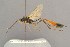  ( - BC-ZSM-HYM-29816-B04)  @11 [ ] CreativeCommons - Attribution Non-Commercial Share-Alike (2017) SNSB, Staatliche Naturwissenschaftliche Sammlungen Bayerns ZSM (SNSB, Zoologische Staatssammlung Muenchen)