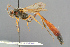  ( - BC-ZSM-HYM-29816-B05)  @11 [ ] CreativeCommons - Attribution Non-Commercial Share-Alike (2017) SNSB, Staatliche Naturwissenschaftliche Sammlungen Bayerns ZSM (SNSB, Zoologische Staatssammlung Muenchen)