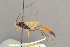  ( - BC-ZSM-HYM-29816-B06)  @11 [ ] CreativeCommons - Attribution Non-Commercial Share-Alike (2017) SNSB, Staatliche Naturwissenschaftliche Sammlungen Bayerns ZSM (SNSB, Zoologische Staatssammlung Muenchen)