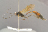 (Barylypa - BC-ZSM-HYM-29816-C06)  @15 [ ] CreativeCommons - Attribution Non-Commercial Share-Alike (2017) SNSB, Staatliche Naturwissenschaftliche Sammlungen Bayerns ZSM (SNSB, Zoologische Staatssammlung Muenchen)