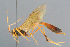  ( - BC-ZSM-HYM-29816-D07)  @11 [ ] CreativeCommons - Attribution Non-Commercial Share-Alike (2017) SNSB, Staatliche Naturwissenschaftliche Sammlungen Bayerns ZSM (SNSB, Zoologische Staatssammlung Muenchen)