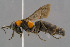  (Eoferreola - BC-ZSM-HYM-30223-A03)  @15 [ ] CreativeCommons - Attribution Non-Commercial Share-Alike (2019) SNSB, Staatliche Naturwissenschaftliche Sammlungen Bayerns ZSM (SNSB, Zoologische Staatssammlung Muenchen)