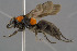  ( - BC-ZSM-HYM-30223-A04)  @14 [ ] CreativeCommons - Attribution Non-Commercial Share-Alike (2019) SNSB, Staatliche Naturwissenschaftliche Sammlungen Bayerns ZSM (SNSB, Zoologische Staatssammlung Muenchen)