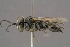  ( - BC-ZSM-HYM-30223-C04)  @11 [ ] CreativeCommons - Attribution Non-Commercial Share-Alike (2019) SNSB, Staatliche Naturwissenschaftliche Sammlungen Bayerns ZSM (SNSB, Zoologische Staatssammlung Muenchen)