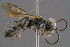  ( - BC-ZSM-HYM-30223-C05)  @13 [ ] CreativeCommons - Attribution Non-Commercial Share-Alike (2019) SNSB, Staatliche Naturwissenschaftliche Sammlungen Bayerns ZSM (SNSB, Zoologische Staatssammlung Muenchen)