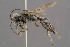  (Tachysphex filicornis - BC-ZSM-HYM-30223-C06)  @14 [ ] CreativeCommons - Attribution Non-Commercial Share-Alike (2019) SNSB, Staatliche Naturwissenschaftliche Sammlungen Bayerns ZSM (SNSB, Zoologische Staatssammlung Muenchen)