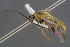  ( - BC-ZSM-HYM-30223-D01)  @11 [ ] CreativeCommons - Attribution Non-Commercial Share-Alike (2019) SNSB, Staatliche Naturwissenschaftliche Sammlungen Bayerns ZSM (SNSB, Zoologische Staatssammlung Muenchen)