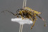  ( - BC-ZSM-HYM-30223-D02)  @11 [ ] CreativeCommons - Attribution Non-Commercial Share-Alike (2019) SNSB, Staatliche Naturwissenschaftliche Sammlungen Bayerns ZSM (SNSB, Zoologische Staatssammlung Muenchen)