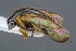  (Cladomacra nigriceps - BC-ZSM-HYM-30223-D03)  @11 [ ] CreativeCommons - Attribution Non-Commercial Share-Alike (2019) SNSB, Staatliche Naturwissenschaftliche Sammlungen Bayerns ZSM (SNSB, Zoologische Staatssammlung Muenchen)