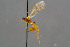 ( - BC-ZSM-HYM-30223-G02)  @13 [ ] CreativeCommons - Attribution Non-Commercial Share-Alike (2019) SNSB, Staatliche Naturwissenschaftliche Sammlungen Bayerns ZSM (SNSB, Zoologische Staatssammlung Muenchen)