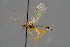  (Mesochorus luridipes - BC-ZSM-HYM-30223-G07)  @15 [ ] CreativeCommons - Attribution Non-Commercial Share-Alike (2019) SNSB, Staatliche Naturwissenschaftliche Sammlungen Bayerns ZSM (SNSB, Zoologische Staatssammlung Muenchen)