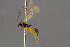  ( - BC-ZSM-HYM-30223-G11)  @13 [ ] CreativeCommons - Attribution Non-Commercial Share-Alike (2019) SNSB, Staatliche Naturwissenschaftliche Sammlungen Bayerns ZSM (SNSB, Zoologische Staatssammlung Muenchen)