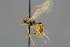  (Mesochorus triangulus - BC-ZSM-HYM-30223-H03)  @13 [ ] CreativeCommons - Attribution Non-Commercial Share-Alike (2019) SNSB, Staatliche Naturwissenschaftliche Sammlungen Bayerns ZSM (SNSB, Zoologische Staatssammlung Muenchen)