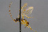  ( - BC-ZSM-HYM-30223-H06)  @13 [ ] CreativeCommons - Attribution Non-Commercial Share-Alike (2019) SNSB, Staatliche Naturwissenschaftliche Sammlungen Bayerns ZSM (SNSB, Zoologische Staatssammlung Muenchen)
