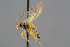  ( - BC-ZSM-HYM-30223-H07)  @13 [ ] CreativeCommons - Attribution Non-Commercial Share-Alike (2019) SNSB, Staatliche Naturwissenschaftliche Sammlungen Bayerns ZSM (SNSB, Zoologische Staatssammlung Muenchen)