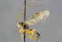  ( - BC-ZSM-HYM-30223-H10)  @14 [ ] CreativeCommons - Attribution Non-Commercial Share-Alike (2019) SNSB, Staatliche Naturwissenschaftliche Sammlungen Bayerns ZSM (SNSB, Zoologische Staatssammlung Muenchen)