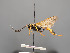  ( - BC-ZSM-HYM-30226-A10)  @11 [ ] CreativeCommons - Attribution Non-Commercial Share-Alike (2018) SNSB, Staatliche Naturwissenschaftliche Sammlungen Bayerns ZSM (SNSB, Zoologische Staatssammlung Muenchen)