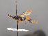  ( - BC-ZSM-HYM-30226-D07)  @12 [ ] CreativeCommons - Attribution Non-Commercial Share-Alike (2018) SNSB, Staatliche Naturwissenschaftliche Sammlungen Bayerns ZSM (SNSB, Zoologische Staatssammlung Muenchen)