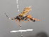  ( - BC-ZSM-HYM-30226-D08)  @12 [ ] CreativeCommons - Attribution Non-Commercial Share-Alike (2018) SNSB, Staatliche Naturwissenschaftliche Sammlungen Bayerns ZSM (SNSB, Zoologische Staatssammlung Muenchen)