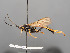  ( - BC-ZSM-HYM-30226-D09)  @12 [ ] CreativeCommons - Attribution Non-Commercial Share-Alike (2018) SNSB, Staatliche Naturwissenschaftliche Sammlungen Bayerns ZSM (SNSB, Zoologische Staatssammlung Muenchen)
