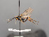  ( - BC-ZSM-HYM-30226-G02)  @14 [ ] CreativeCommons - Attribution Non-Commercial Share-Alike (2018) SNSB, Staatliche Naturwissenschaftliche Sammlungen Bayerns ZSM (SNSB, Zoologische Staatssammlung Muenchen)