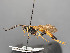  ( - BC-ZSM-HYM-30226-G10)  @11 [ ] CreativeCommons - Attribution Non-Commercial Share-Alike (2018) SNSB, Staatliche Naturwissenschaftliche Sammlungen Bayerns ZSM (SNSB, Zoologische Staatssammlung Muenchen)