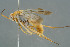  (Agenioideus nudatus - BC-ZSM-HYM-30229-B03)  @11 [ ] CreativeCommons - Attribution Non-Commercial Share-Alike (2019) SNSB, Staatliche Naturwissenschaftliche Sammlungen Bayerns ZSM (SNSB, Zoologische Staatssammlung Muenchen)