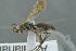  ( - BC-ZSM-HYM-30229-B09)  @11 [ ] CreativeCommons - Attribution Non-Commercial Share-Alike (2019) SNSB, Staatliche Naturwissenschaftliche Sammlungen Bayerns ZSM (SNSB, Zoologische Staatssammlung Muenchen)