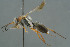  ( - BC-ZSM-HYM-30229-C04)  @11 [ ] CreativeCommons - Attribution Non-Commercial Share-Alike (2019) SNSB, Staatliche Naturwissenschaftliche Sammlungen Bayerns ZSM (SNSB, Zoologische Staatssammlung Muenchen)